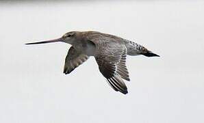 Bar-tailed Godwit