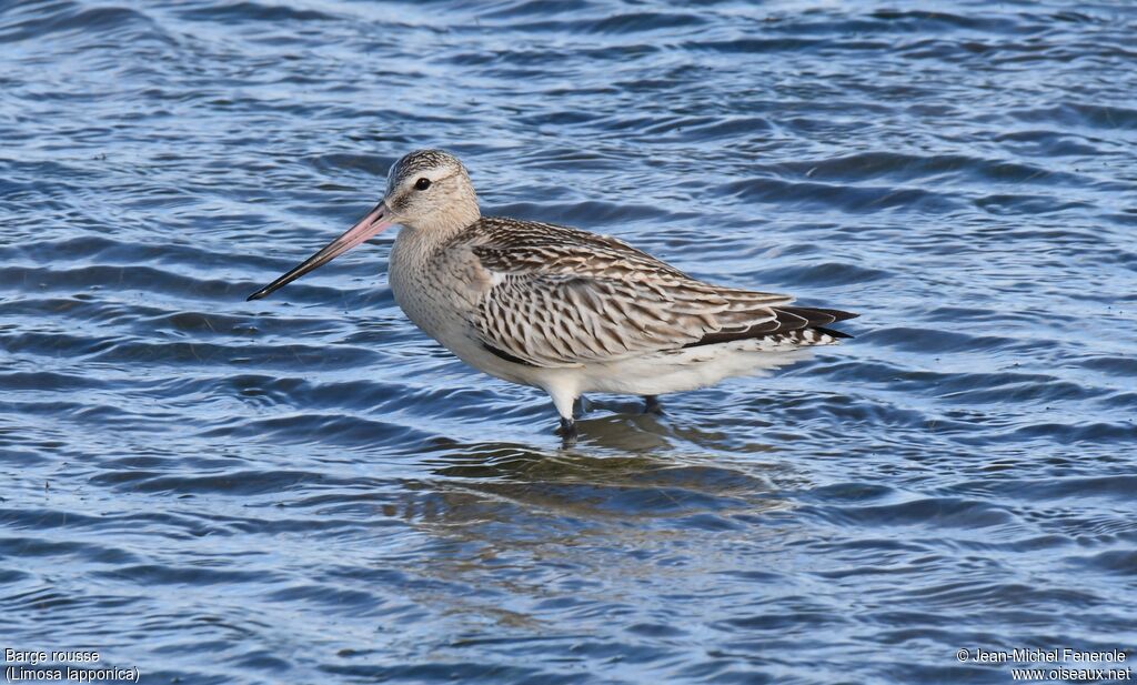 Bar-tailed Godwit