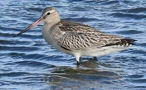 Bar-tailed Godwit