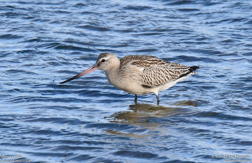 Bar-tailed Godwit