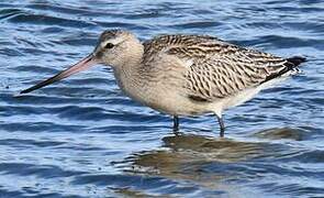 Bar-tailed Godwit