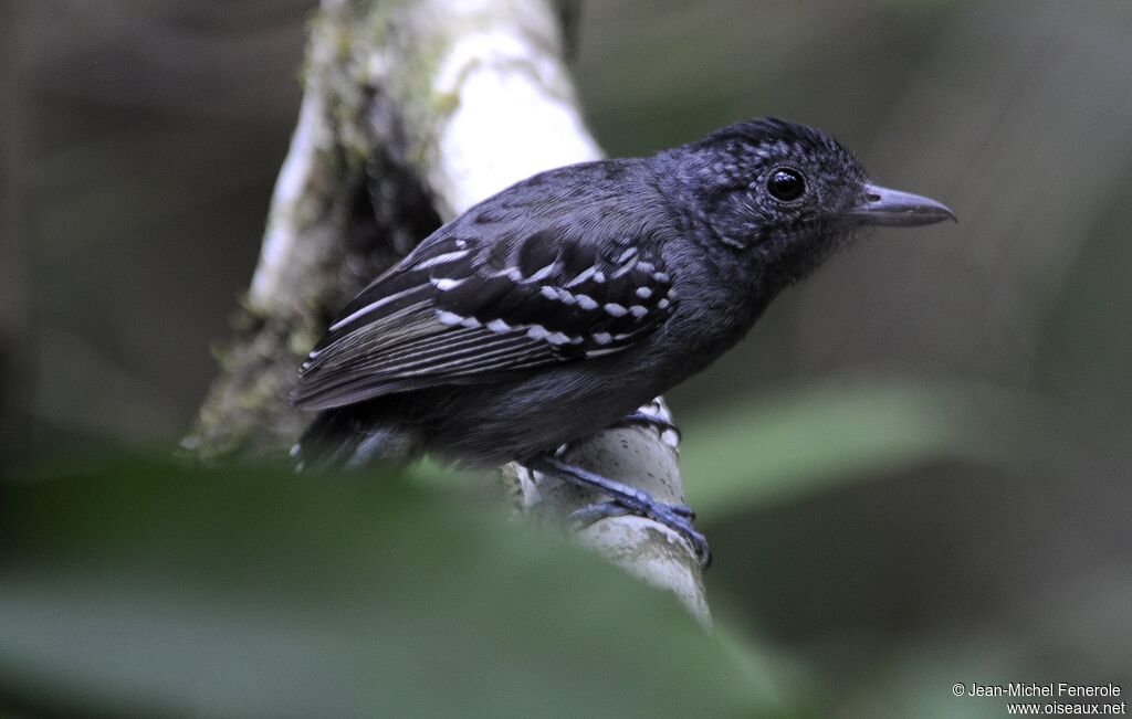 Black-crowned Antshrike