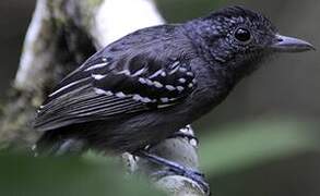 Black-crowned Antshrike