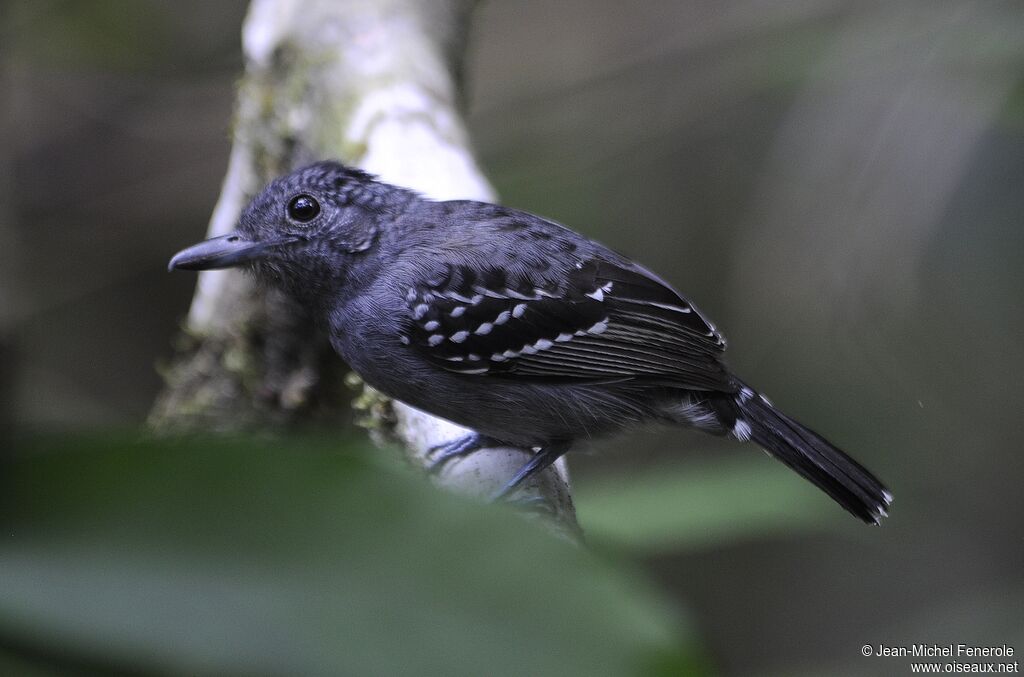 Black-crowned Antshrike