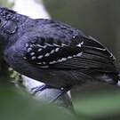 Batara à nuque noire