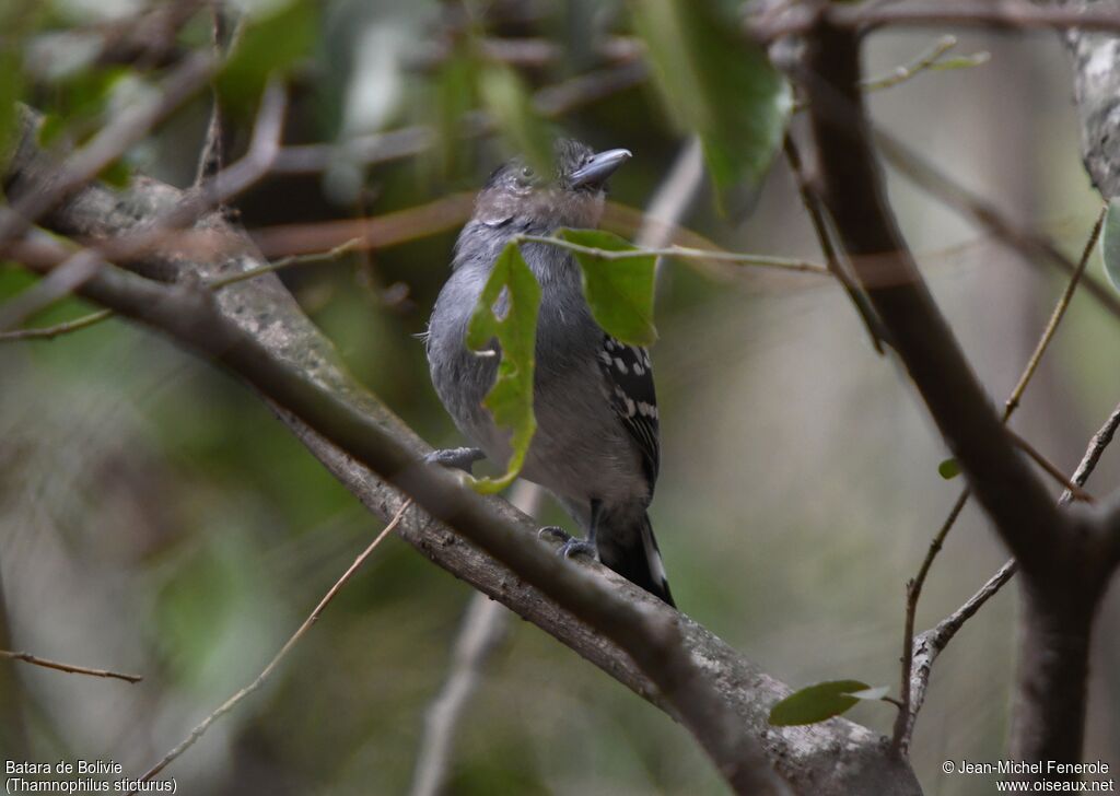 Bolivian Slaty Antshrike