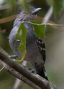 Bolivian Slaty Antshrike