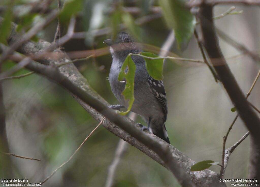 Bolivian Slaty Antshrike