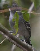 Bolivian Slaty Antshrike