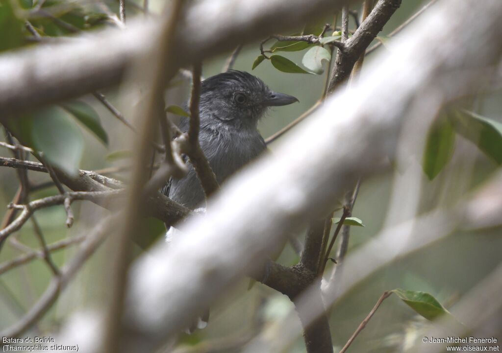 Bolivian Slaty Antshrike