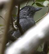 Bolivian Slaty Antshrike