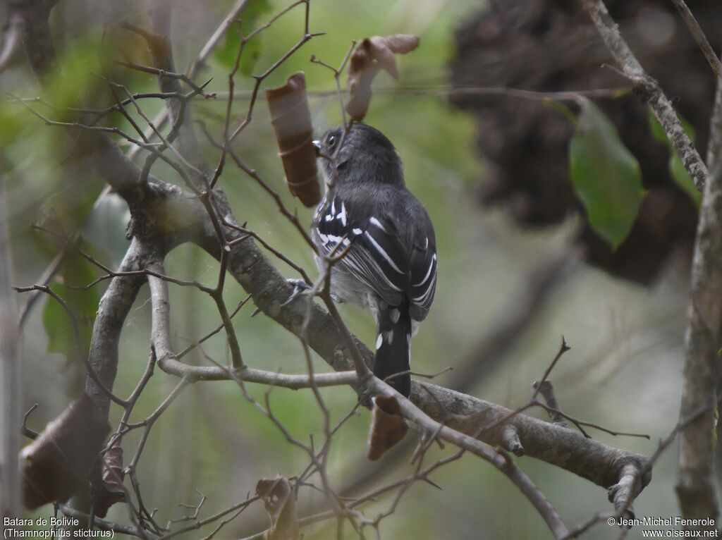 Bolivian Slaty Antshrike