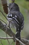 Bolivian Slaty Antshrike