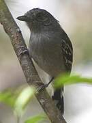 Bolivian Slaty Antshrike