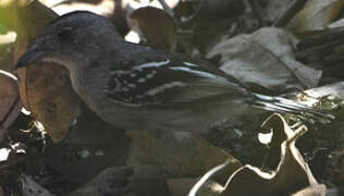 Planalto Slaty Antshrike