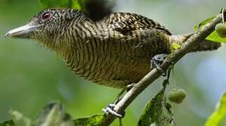 Fasciated Antshrike