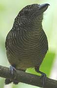 Fasciated Antshrike