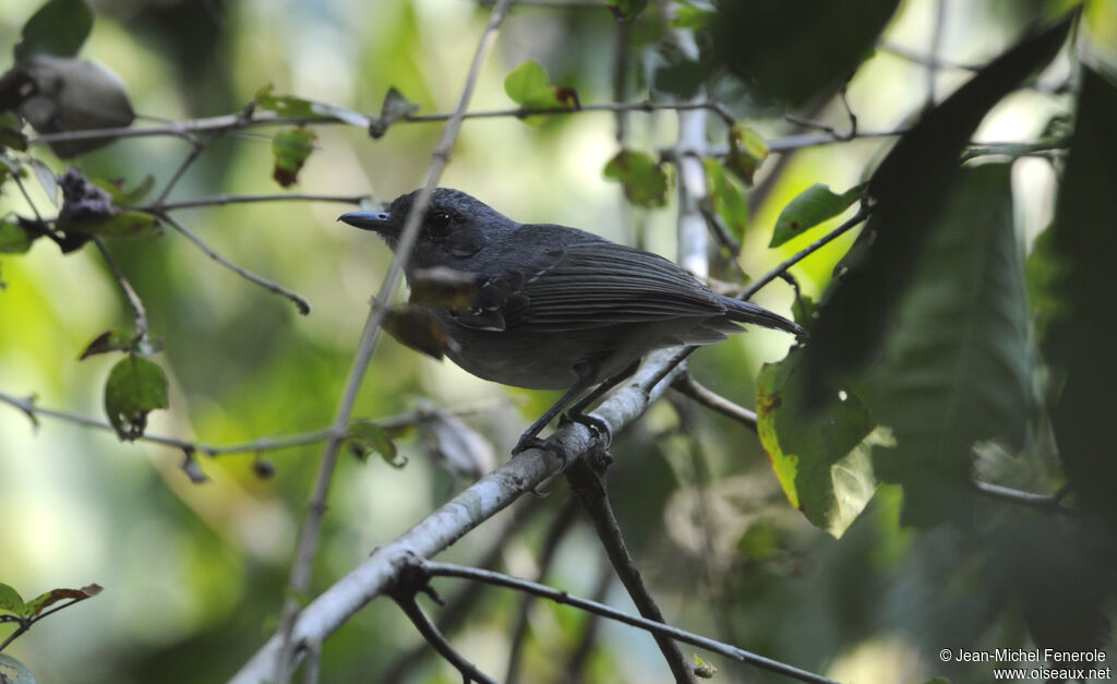 Batara gorgeret mâle adulte