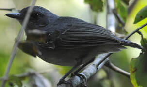 Plain Antvireo