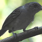 Batara gorgeret