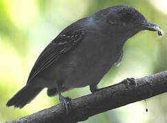 Plain Antvireo