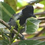 Batara huppé