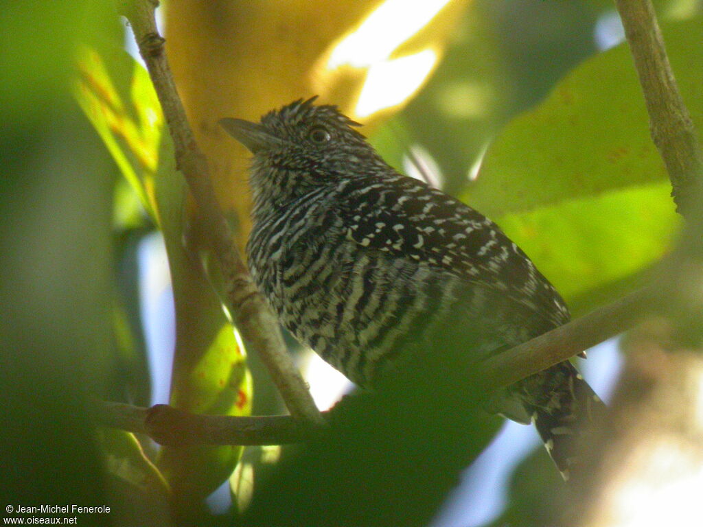 Barred Antshrike male adult