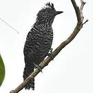 Batara rayé