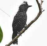 Batara rayé