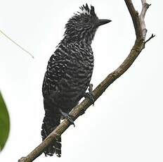 Batara rayé