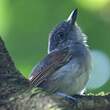 Batara souris