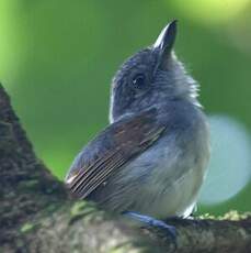 Batara souris