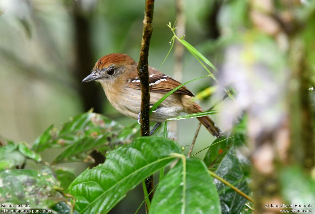 Northern Slaty Antshrike female