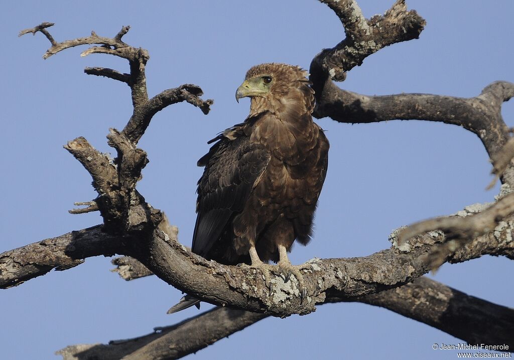 Bateleur des savanesimmature