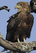 Bateleur des savanes