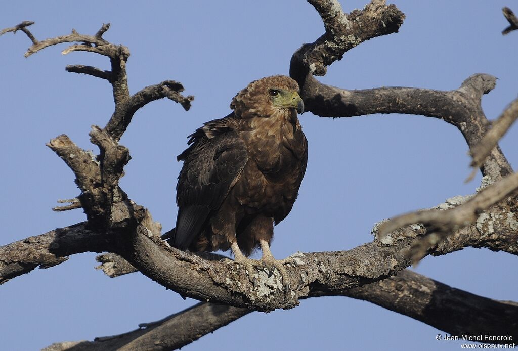 Bateleur