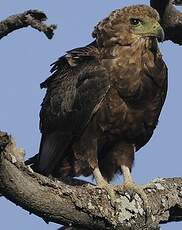 Bateleur des savanes