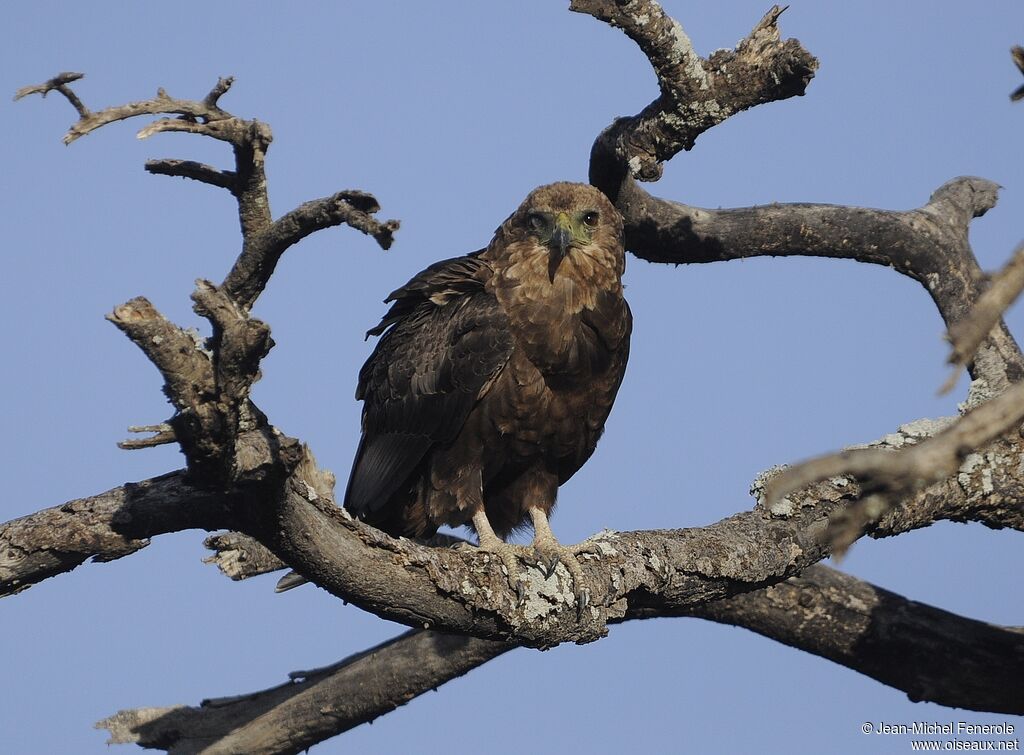 Bateleur des savanes