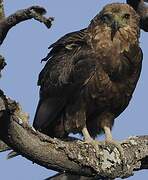 Bateleur des savanes