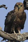 Bateleur