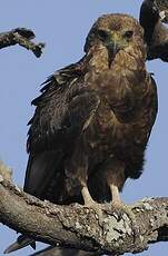 Bateleur des savanes