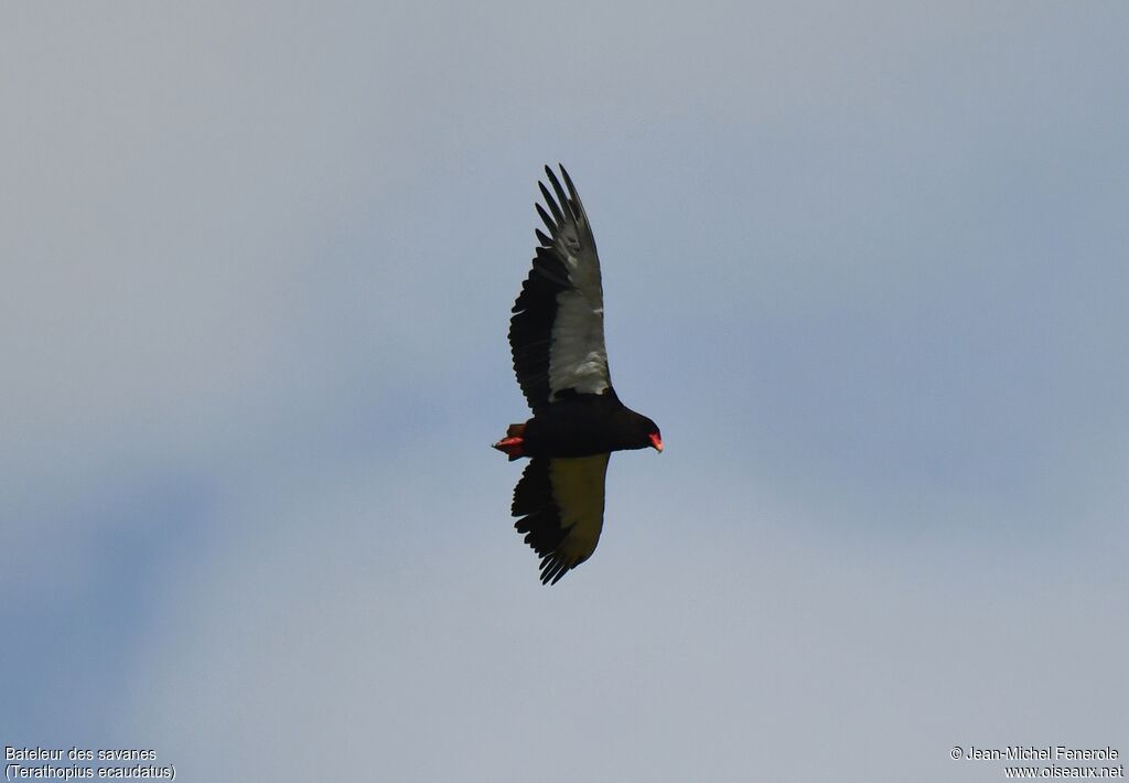 Bateleur des savanes