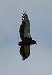 Bateleur des savanes