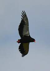 Bateleur des savanes