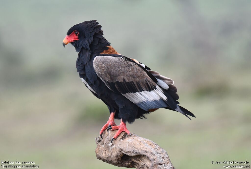 Bateleur des savanes