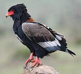 Bateleur des savanes