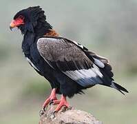 Bateleur