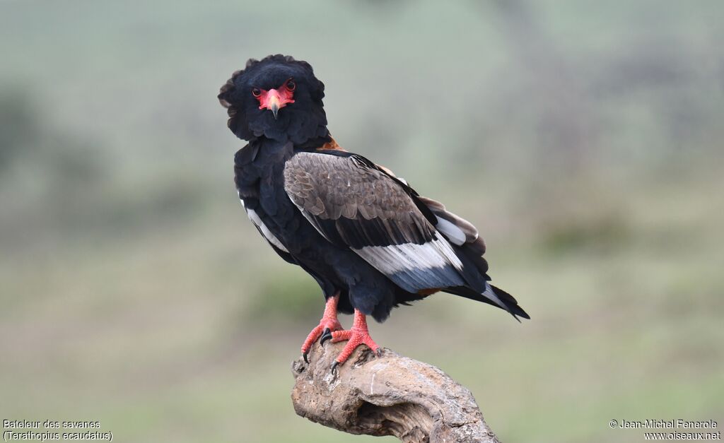 Bateleur