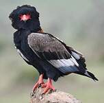 Bateleur des savanes