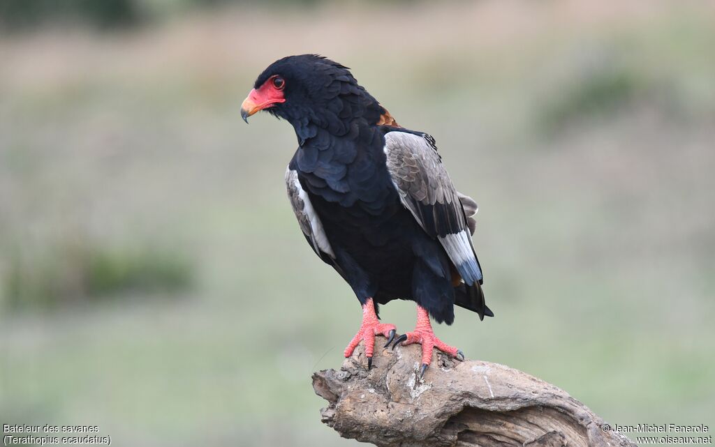 Bateleur des savanes